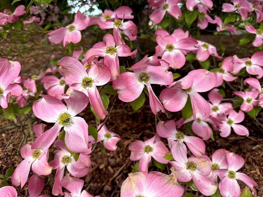 Cornus florida 'Cherokee Chief'